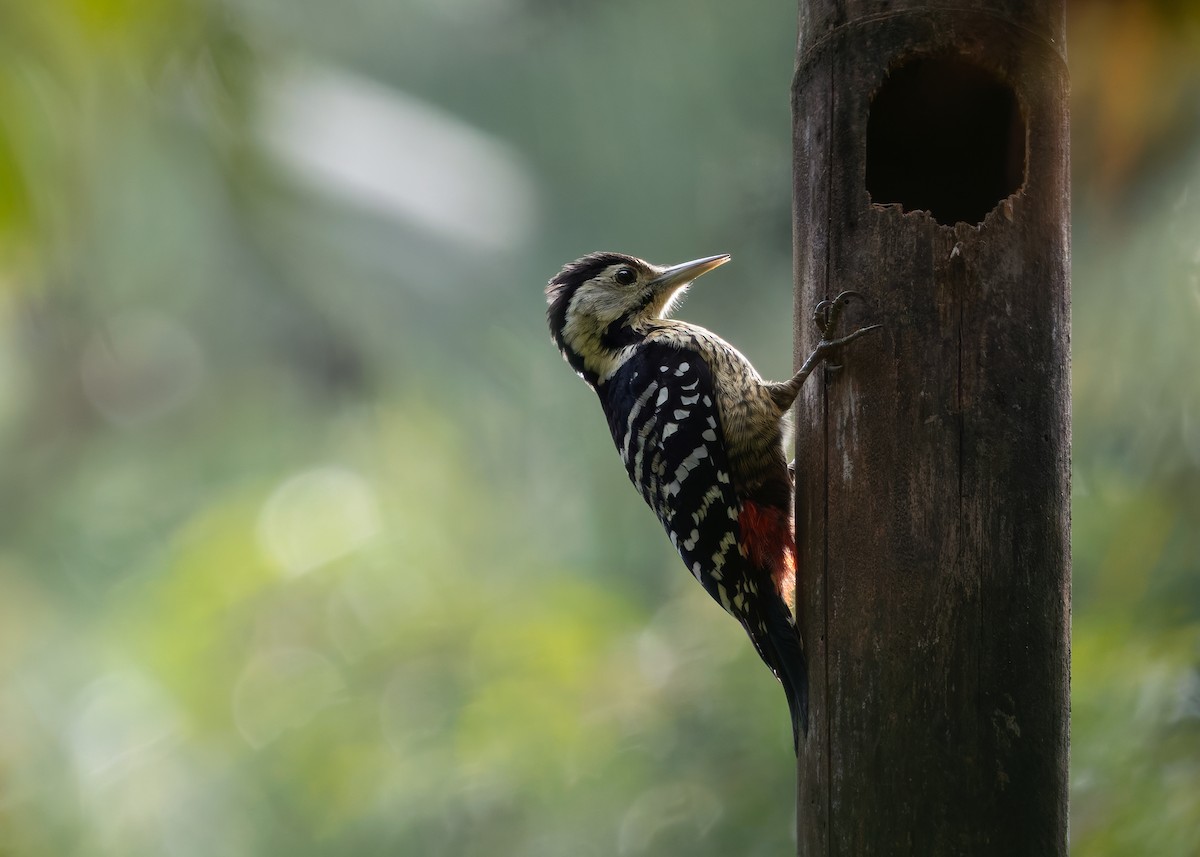 Stripe-breasted Woodpecker - ML633950927