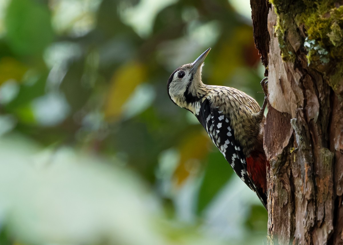 Stripe-breasted Woodpecker - ML633950928