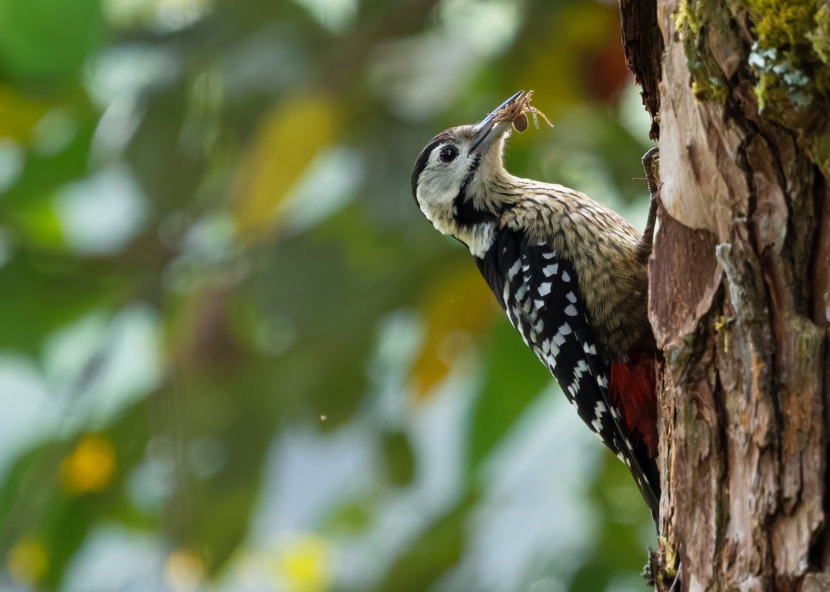 Stripe-breasted Woodpecker - ML633950929