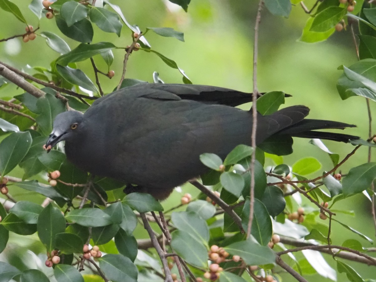 Christmas Island Imperial-Pigeon - ML633950967