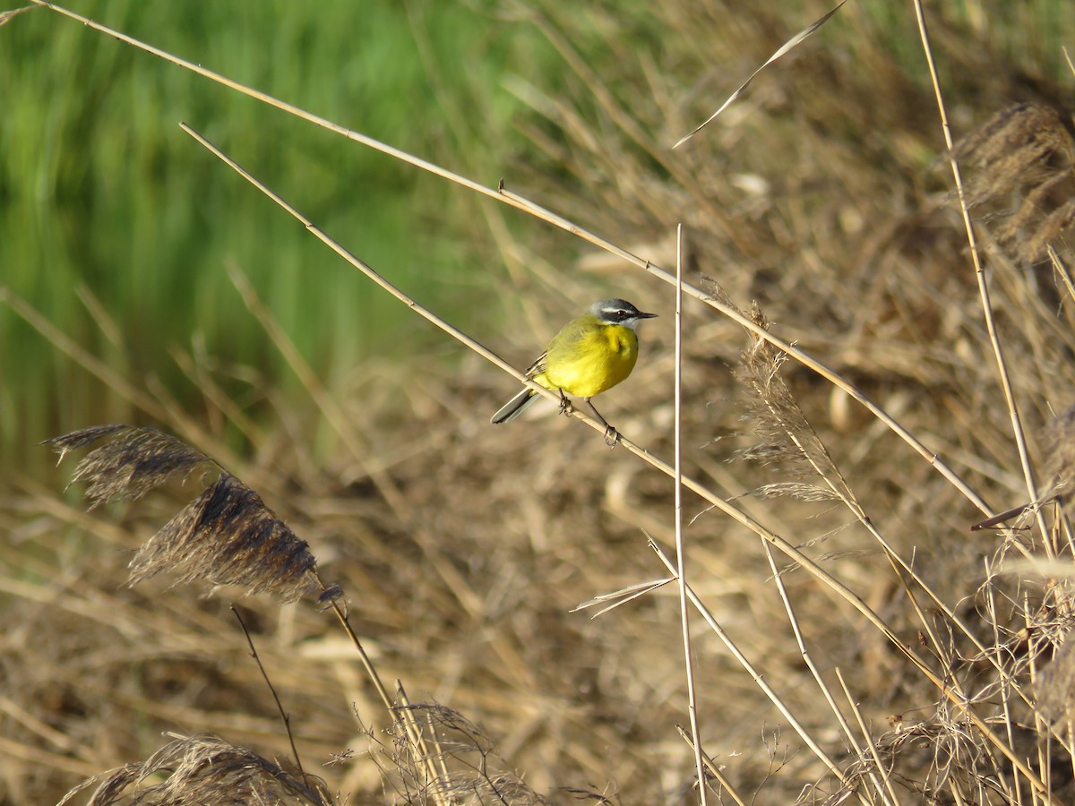 konipas luční - ML633951012