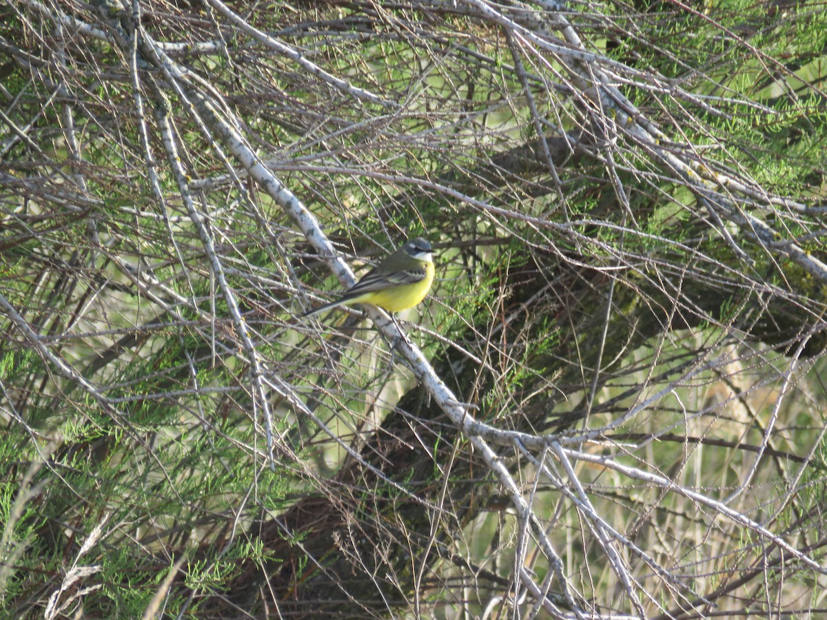 konipas luční - ML633951020