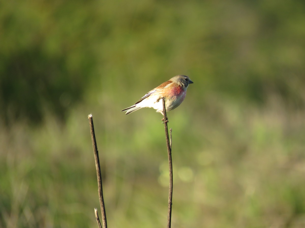 konopka obecná - ML633951024