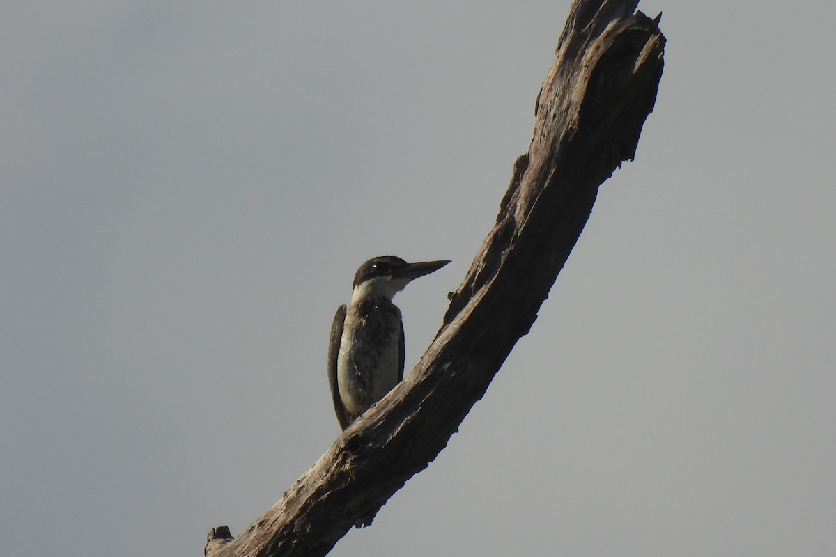 Torresian Kingfisher - ML633951041