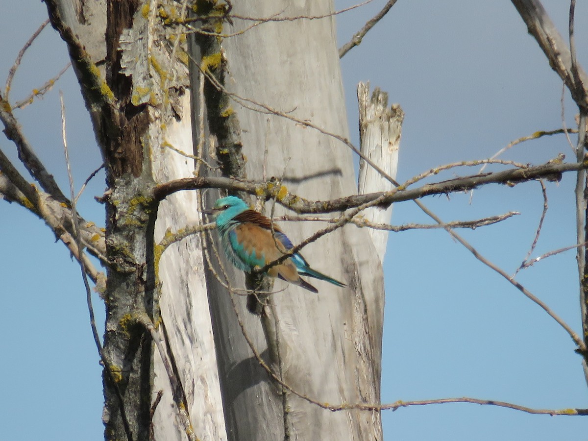 mandelík hajní - ML633951098