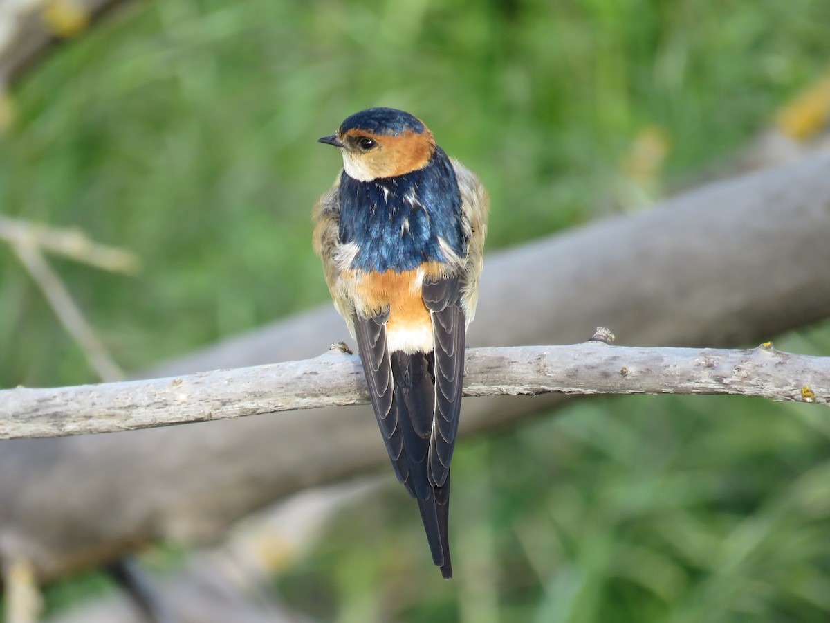 vlaštovka červenavá - ML633951104