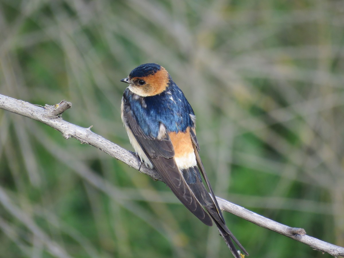 vlaštovka červenavá - ML633951105