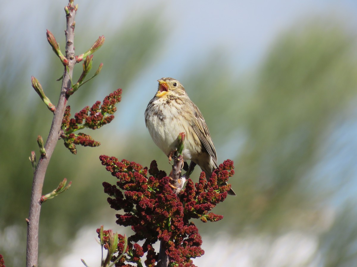 strnad luční - ML633951107