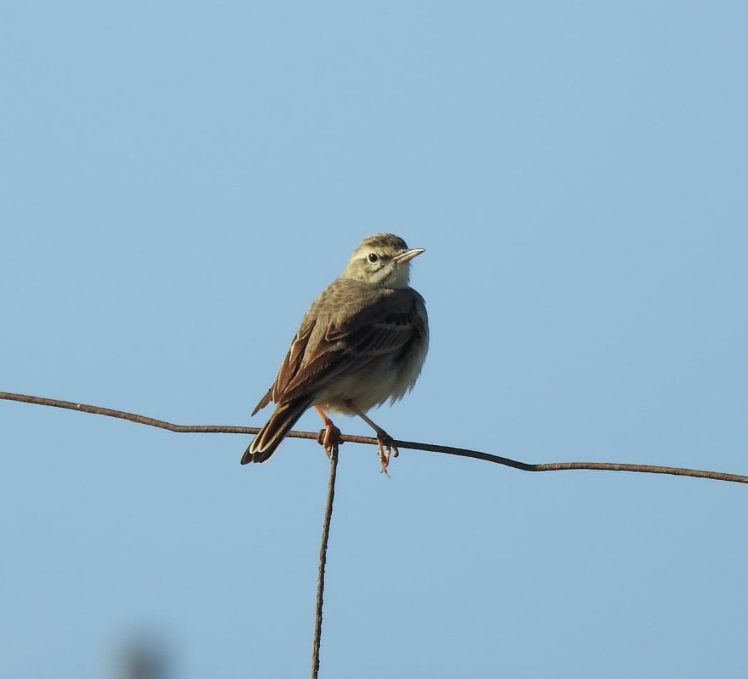 Tawny Pipit - ML633951128
