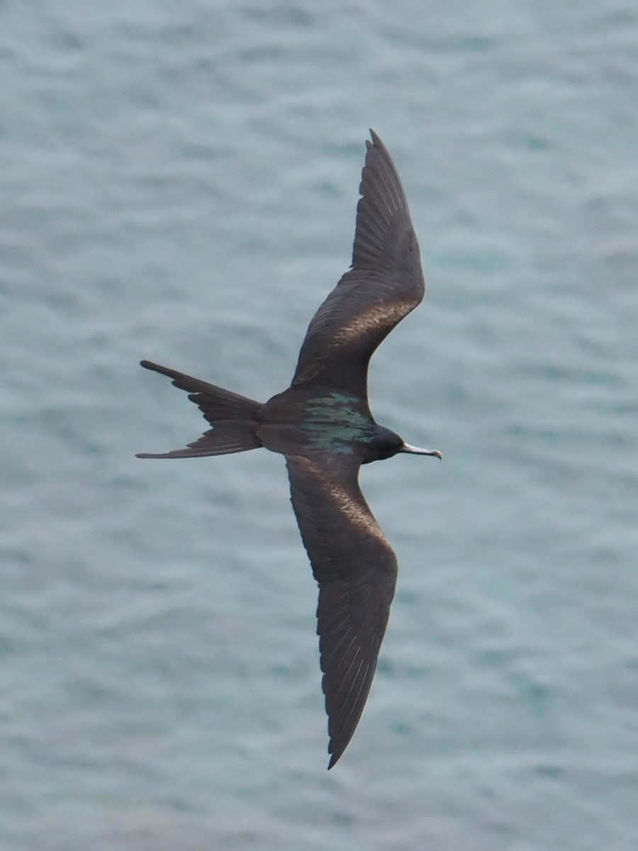 Christmas Island Frigatebird - ML633951147
