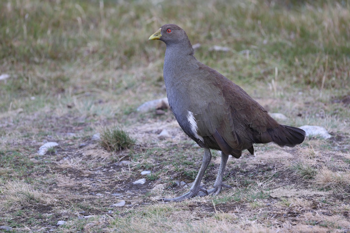 Tasmanian Nativehen - ML633951165