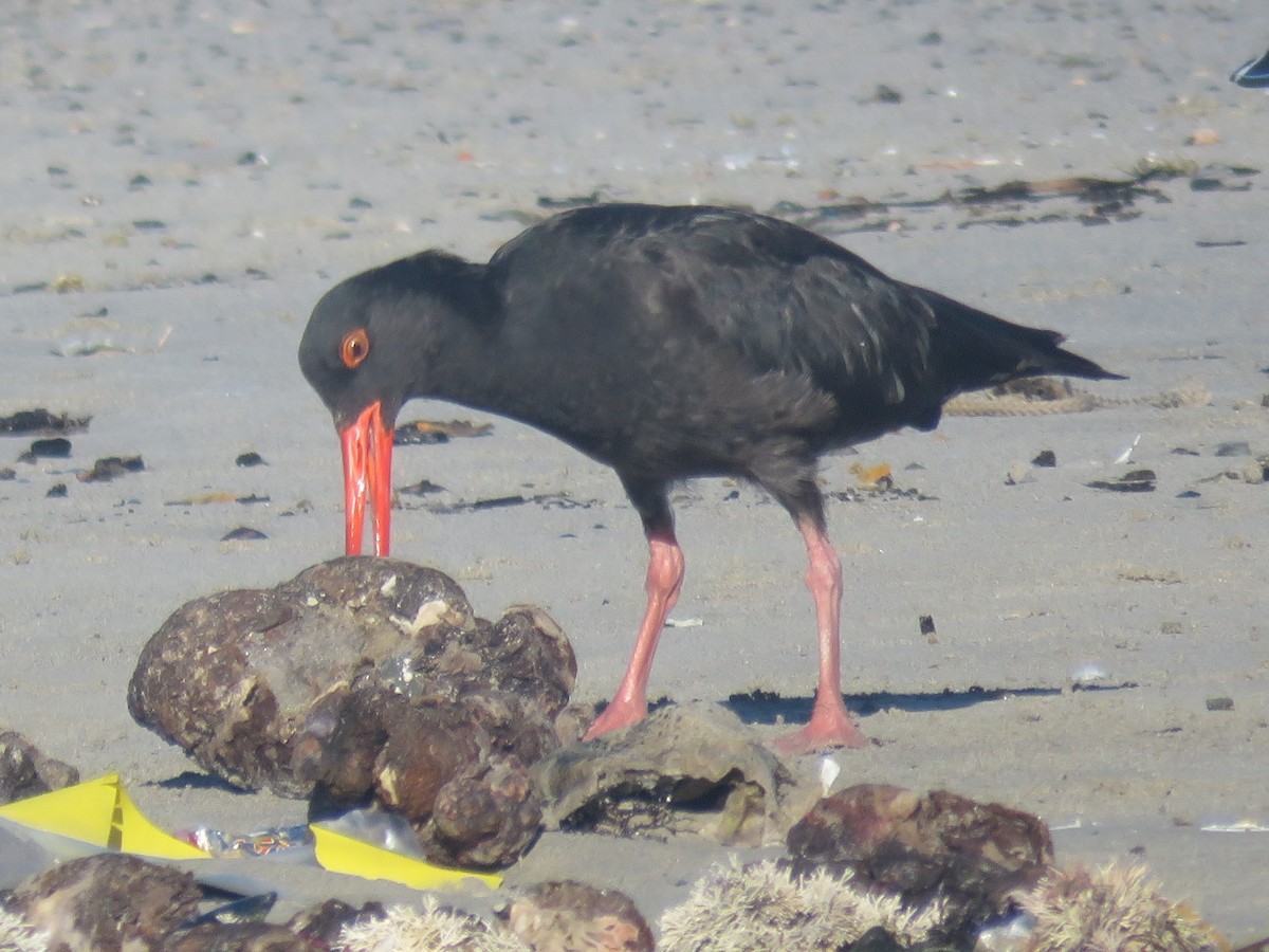 African Oystercatcher - ML633951190