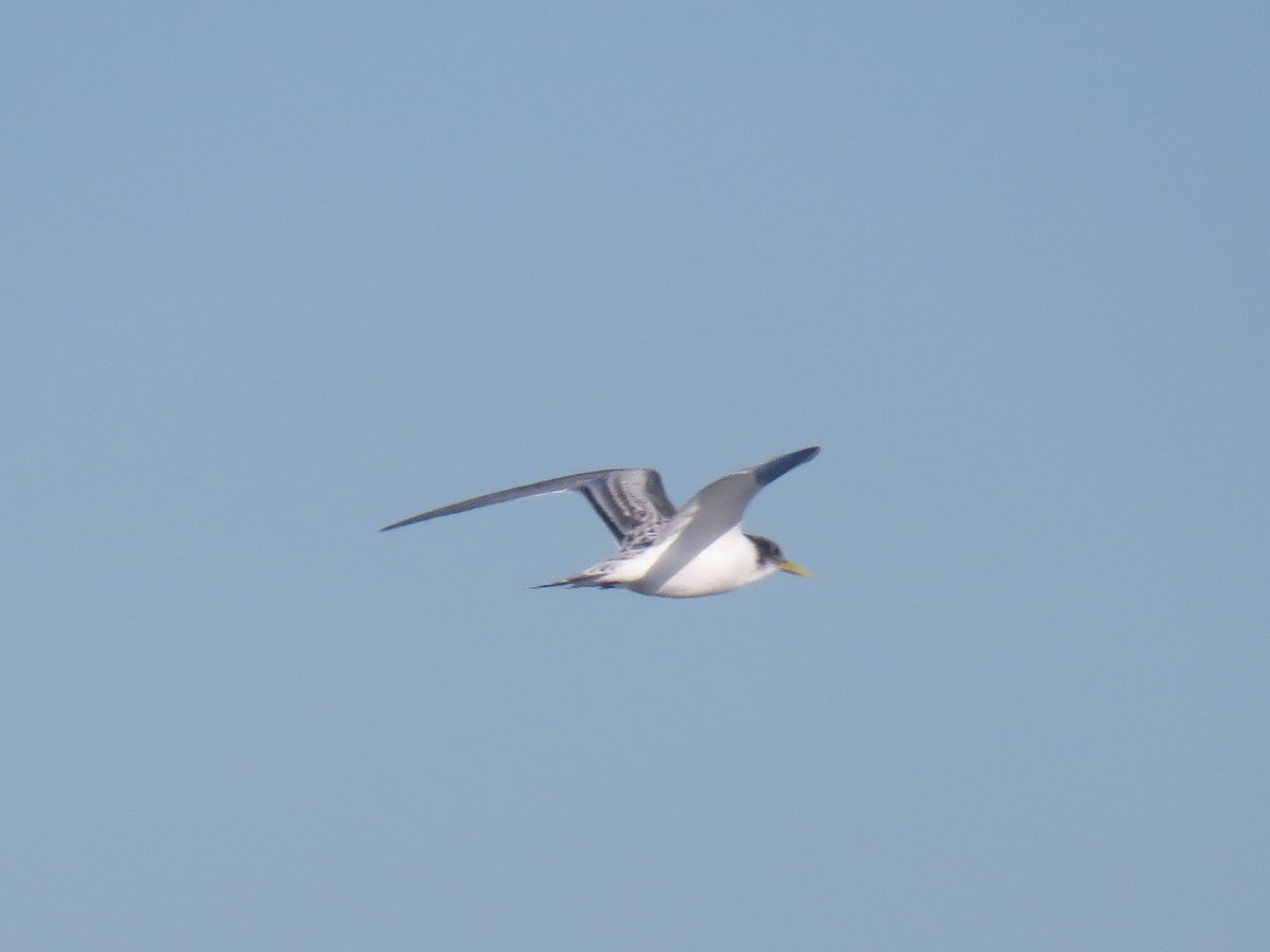 Great Crested Tern - ML633951224