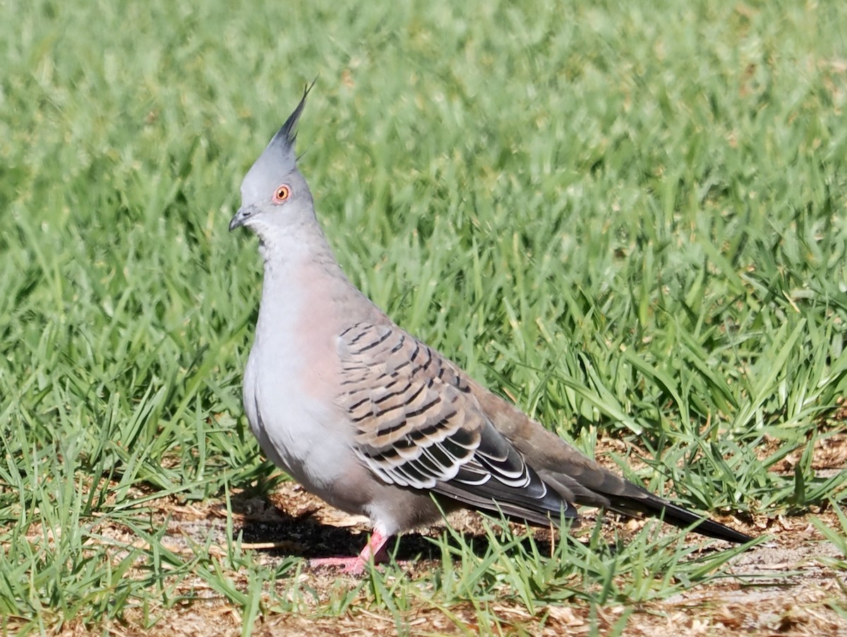 Crested Pigeon - ML633951281