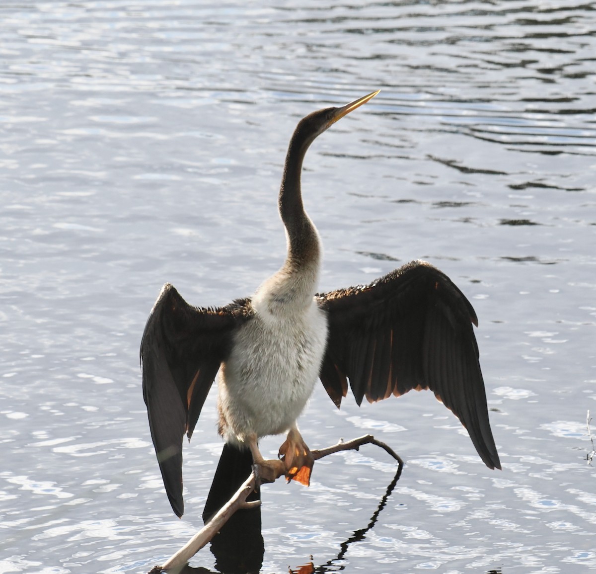 Australasian Darter - ML633951294
