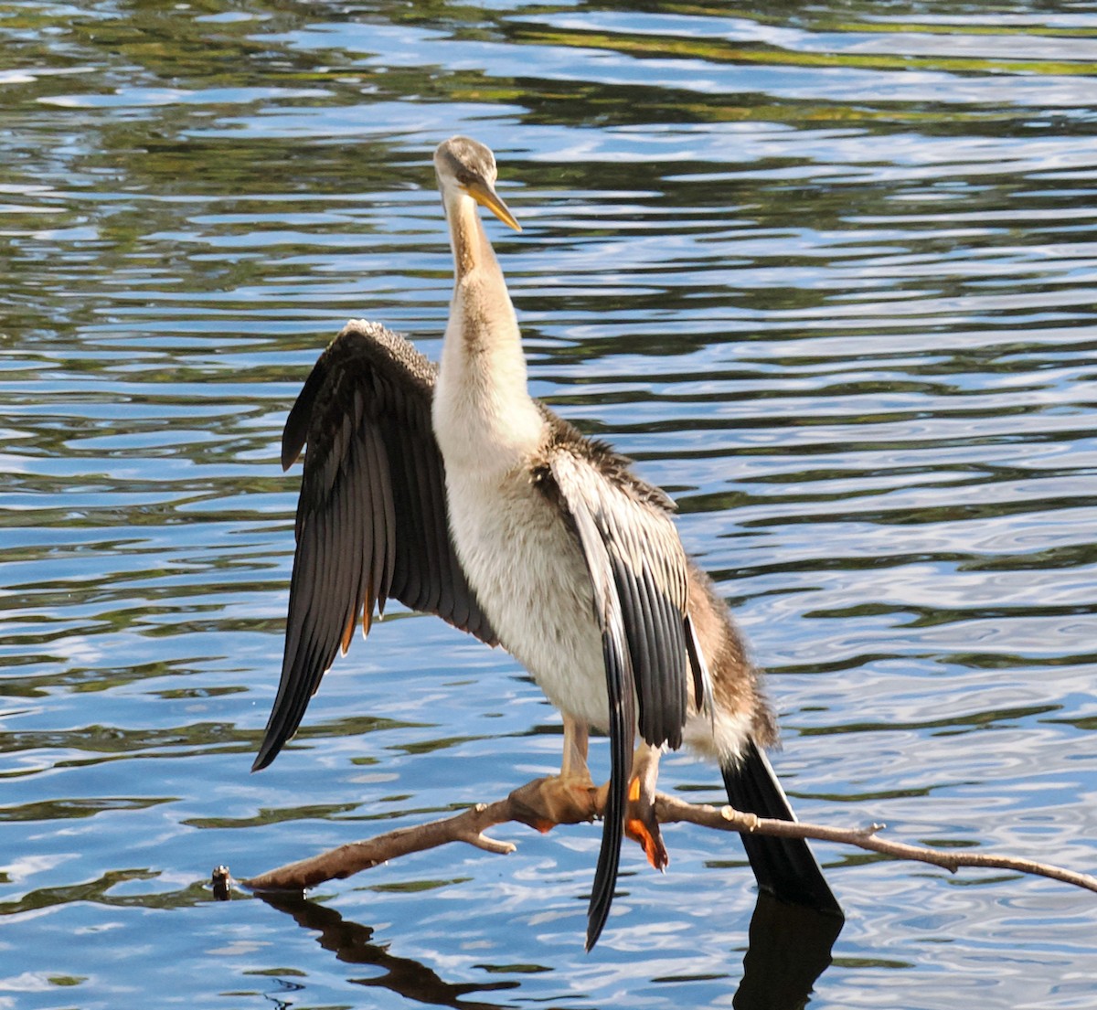 Australasian Darter - ML633951295