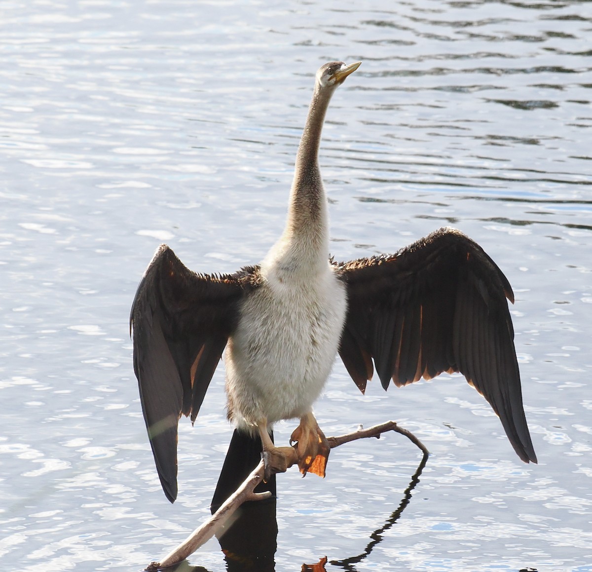 Australasian Darter - ML633951296
