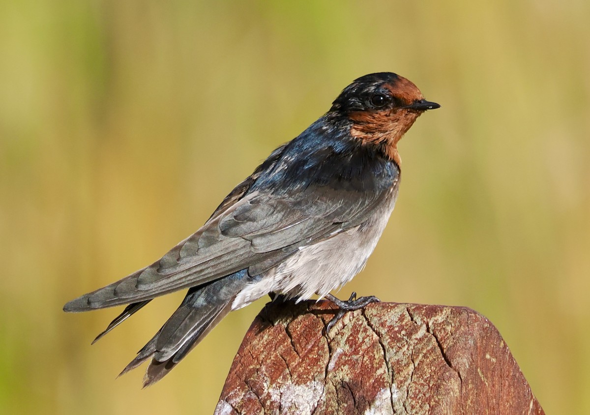 Welcome Swallow - ML633951300