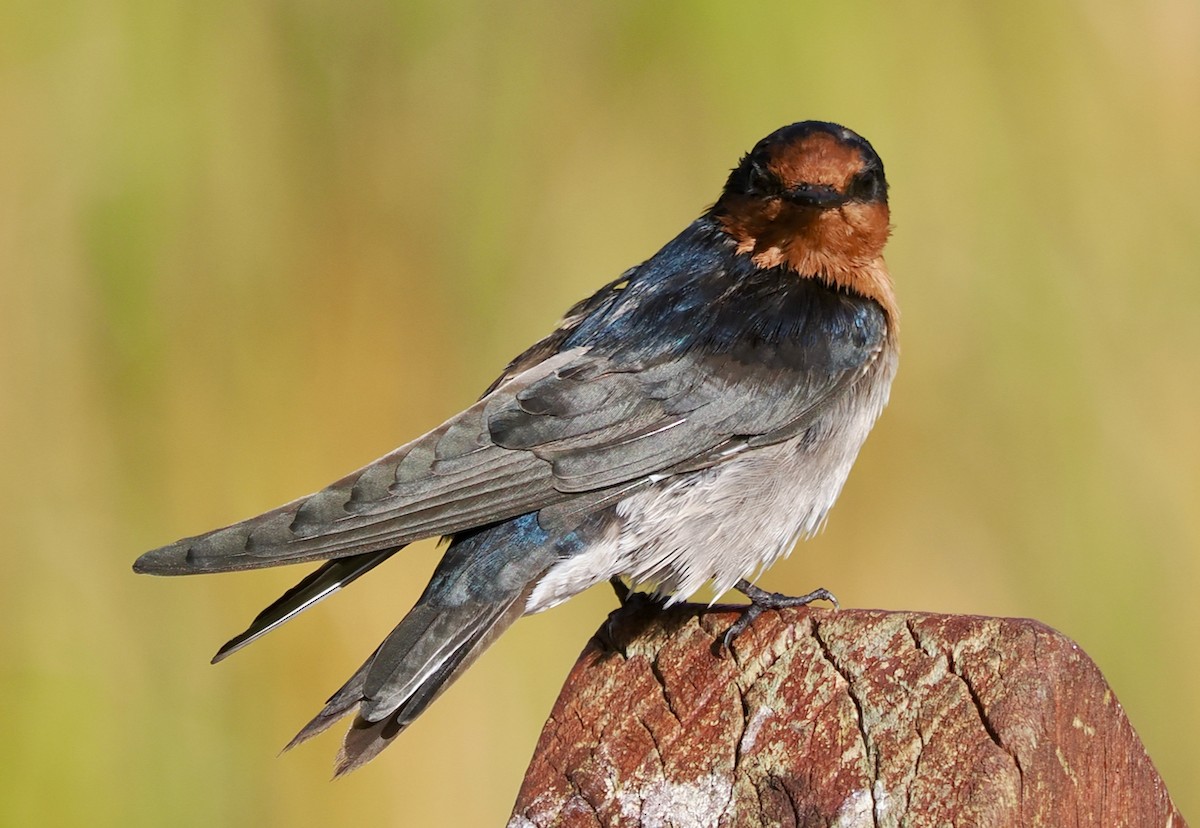 Welcome Swallow - ML633951301