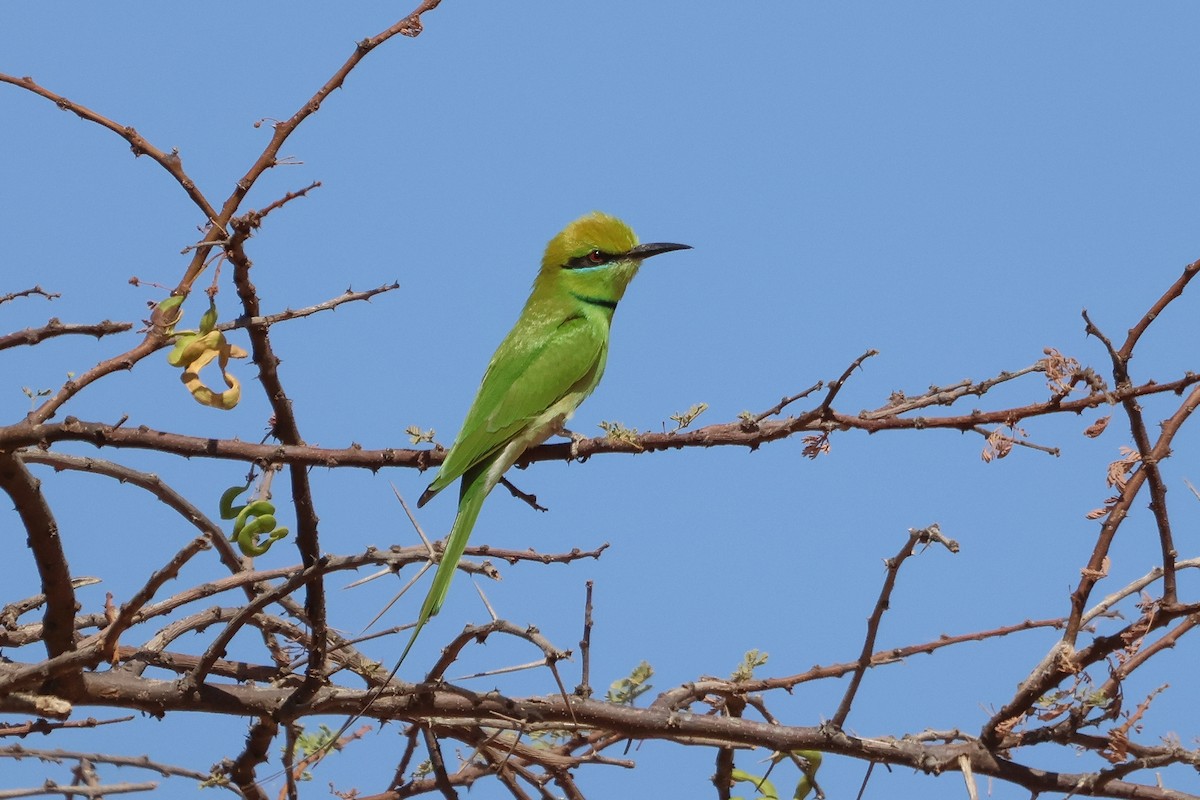 African Green Bee-eater - ML633951491