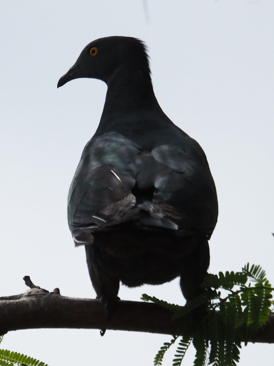 Christmas Island Imperial-Pigeon - ML633951577