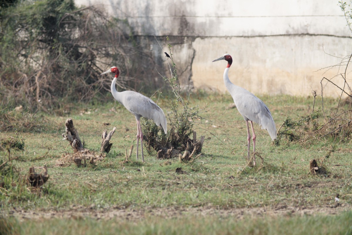 Sarus Crane - ML633951805