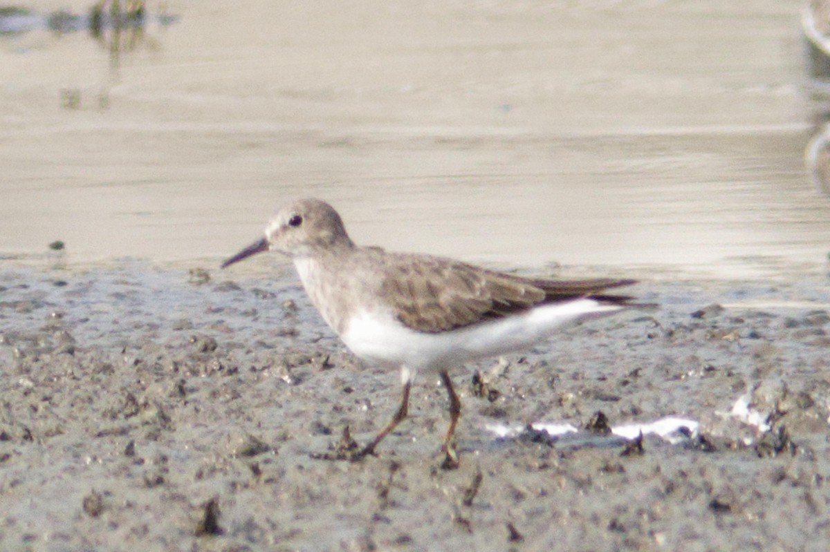 Temminck's Stint - ML633951813