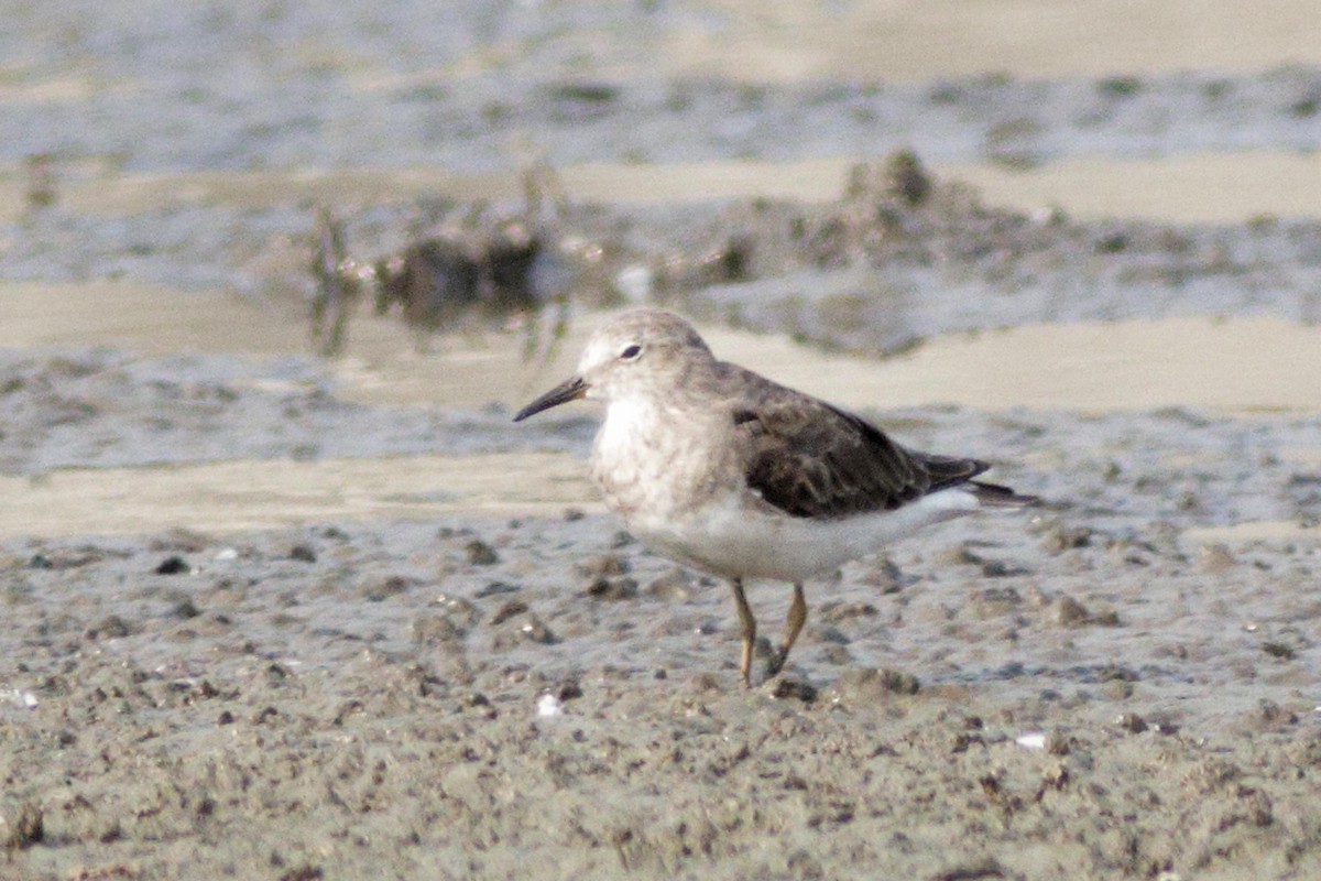 Temminck's Stint - ML633951814