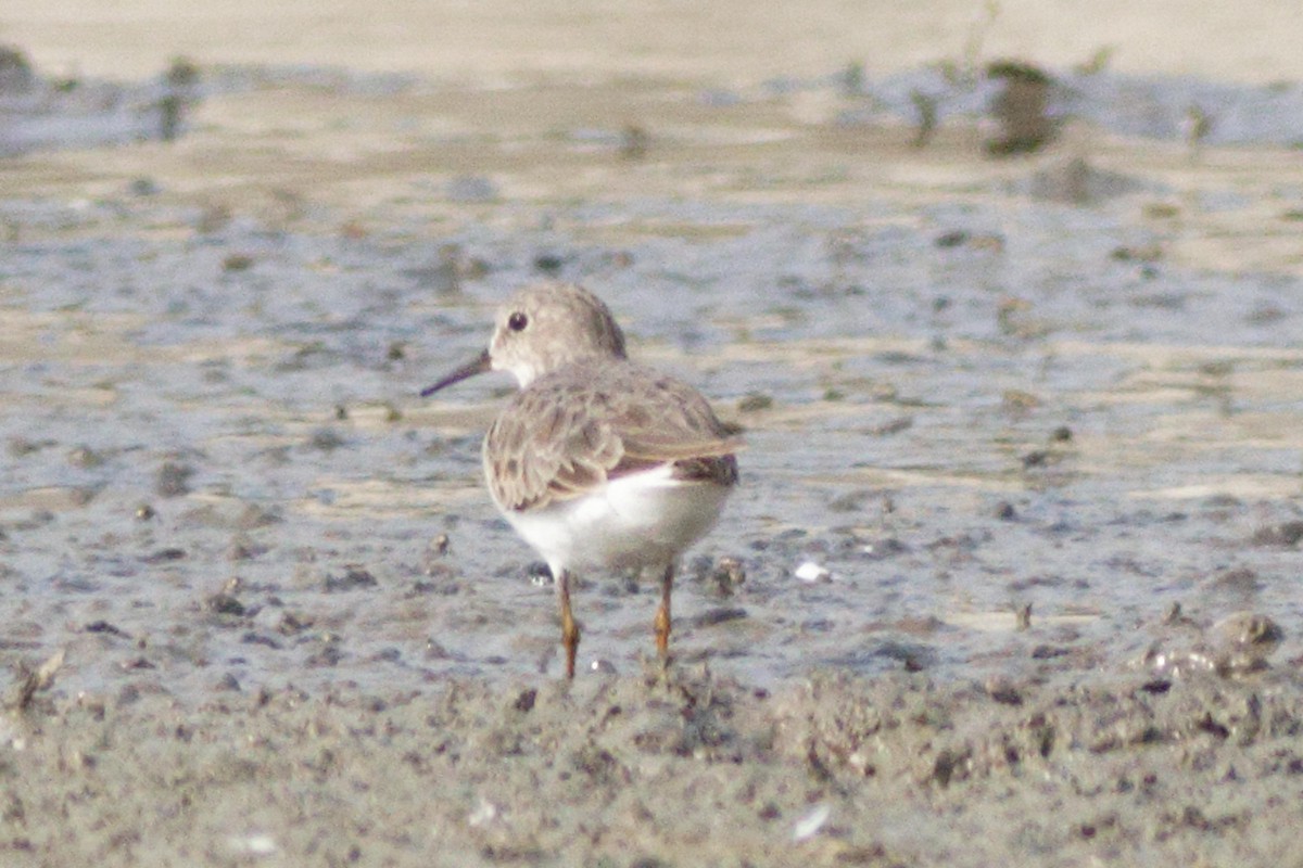 Temminck's Stint - ML633951815