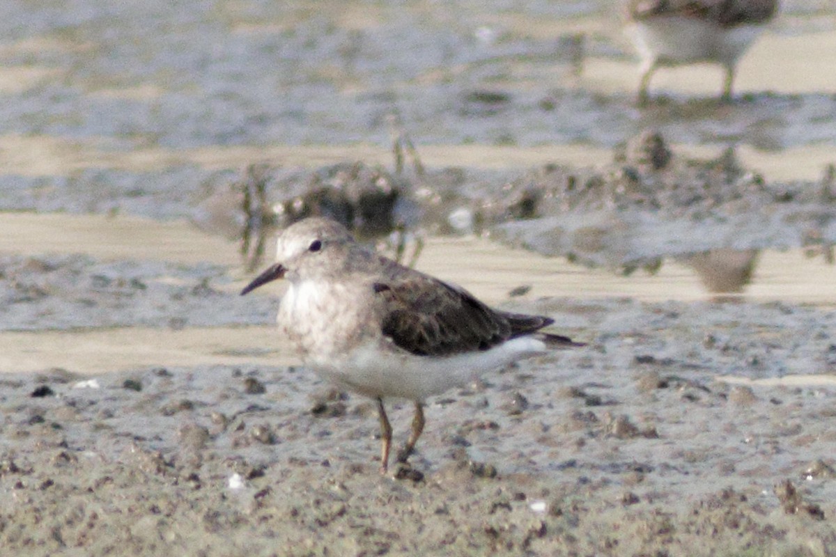 Temminck's Stint - ML633951816