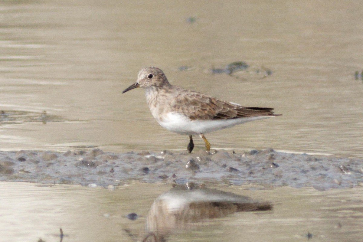 Temminck's Stint - ML633951817