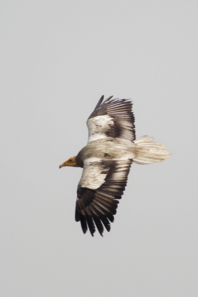 Egyptian Vulture - ML633951819