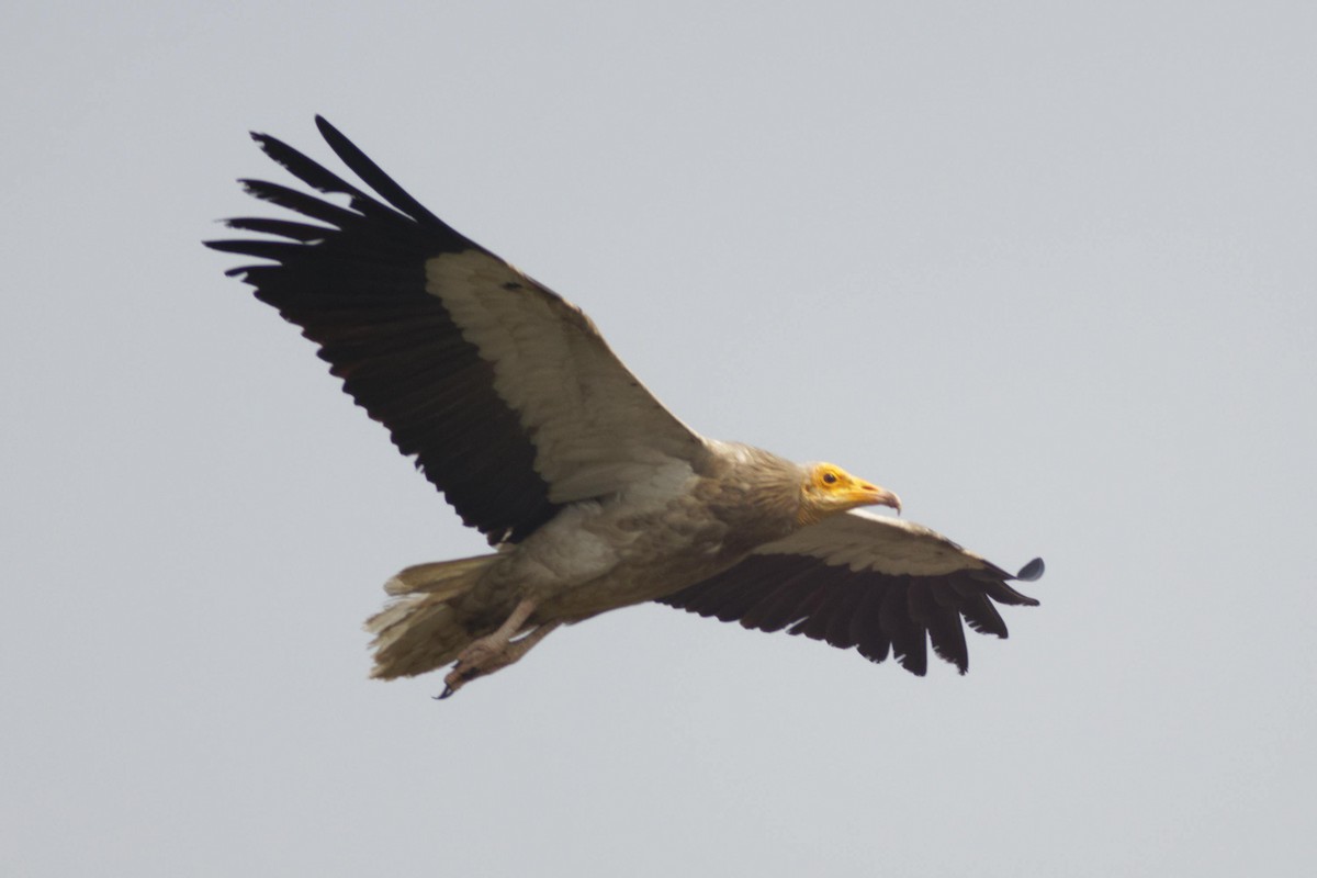 Egyptian Vulture - ML633951820