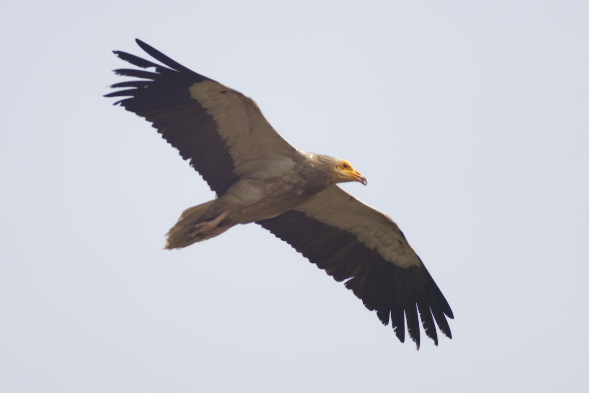 Egyptian Vulture - ML633951821