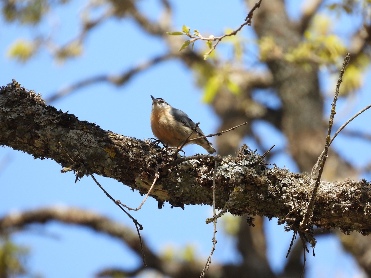 Algerian Nuthatch - ML633951851