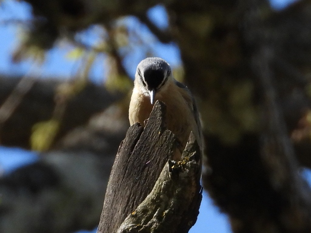 Algerian Nuthatch - ML633951857