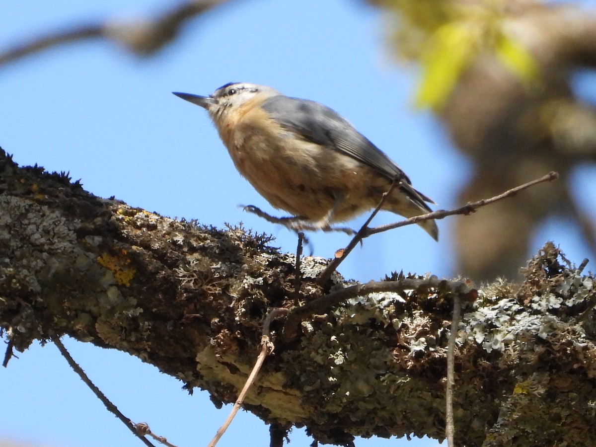 Algerian Nuthatch - ML633951867