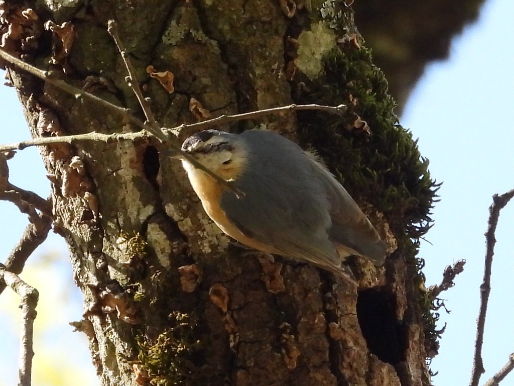 Algerian Nuthatch - ML633951868