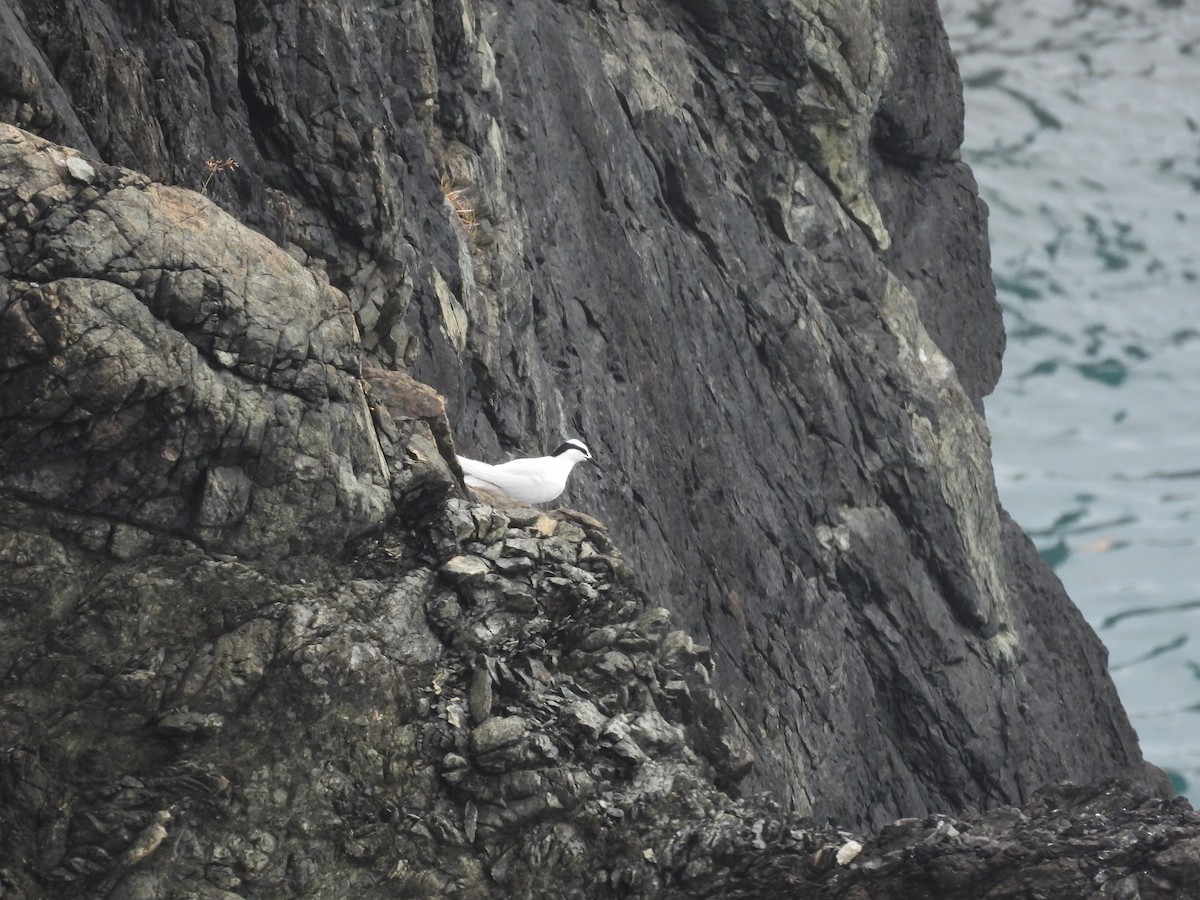 Black-naped Tern - ML633952039
