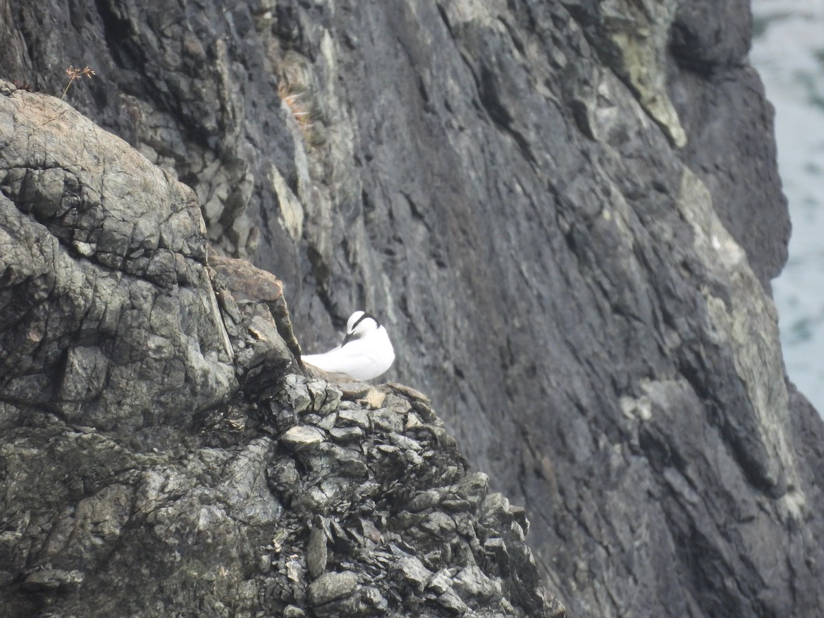 Black-naped Tern - ML633952041