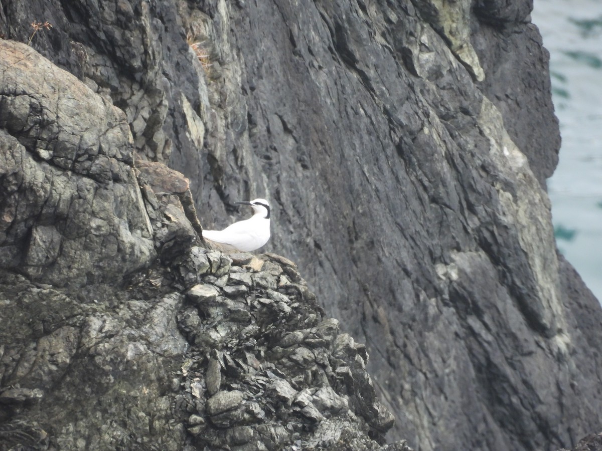 Black-naped Tern - ML633952043