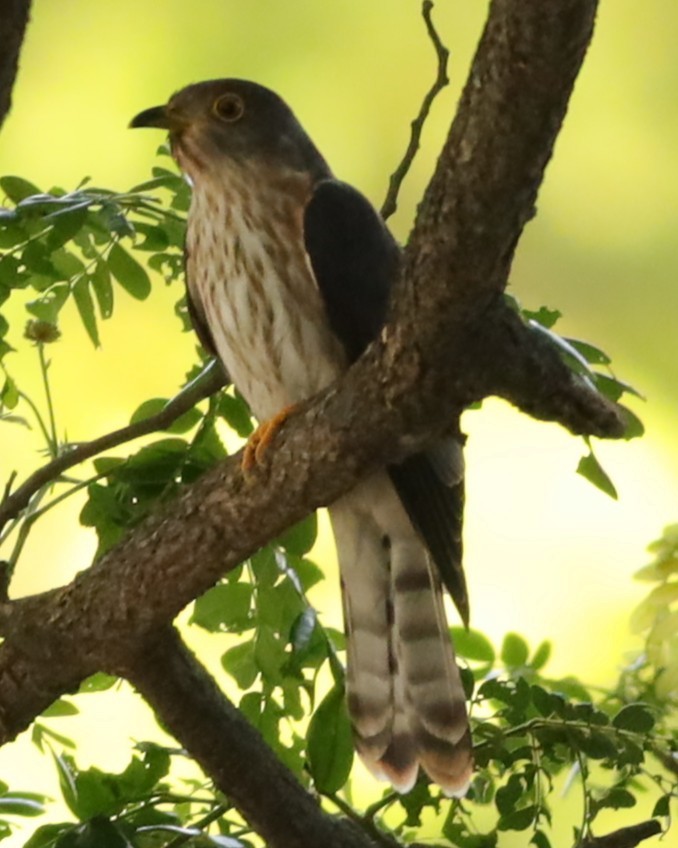 Hodgson's Hawk-Cuckoo - ML633952271