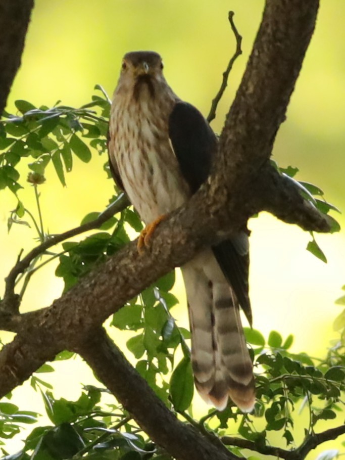 Hodgson's Hawk-Cuckoo - ML633952272