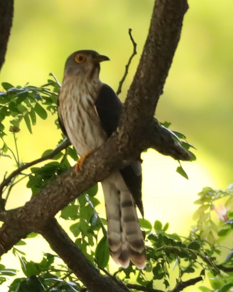 Hodgson's Hawk-Cuckoo - ML633952273
