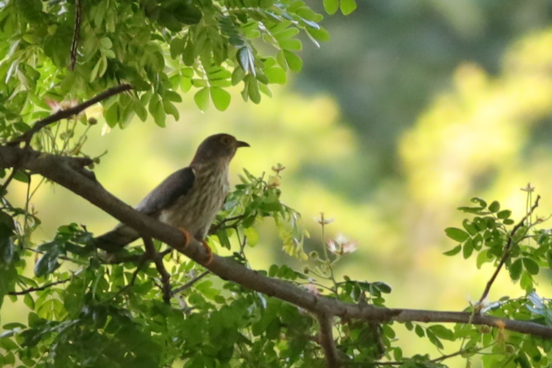 Hodgson's Hawk-Cuckoo - ML633952274