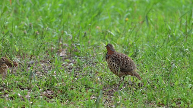 コジュケイ - ML633952330