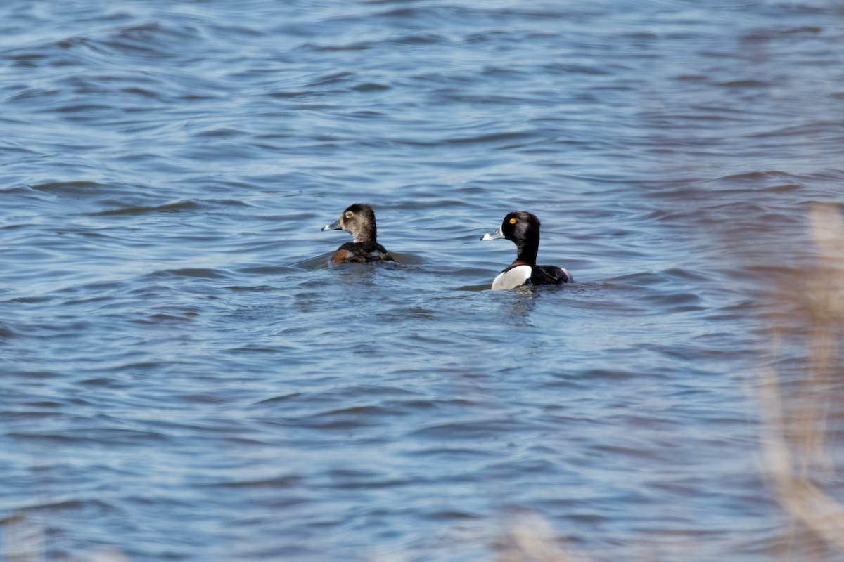 Ring-necked Duck - ML633952386