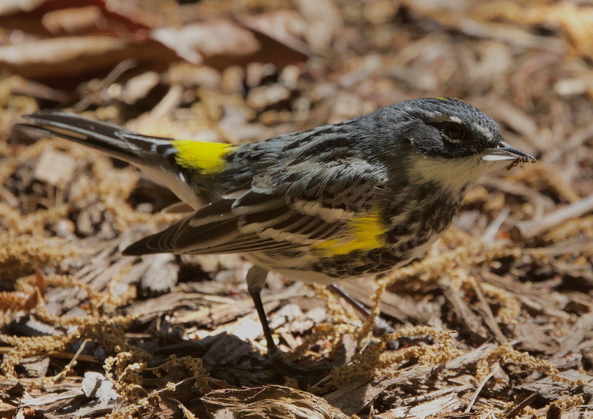 Reinita Coronada (coronata) - ML633952544