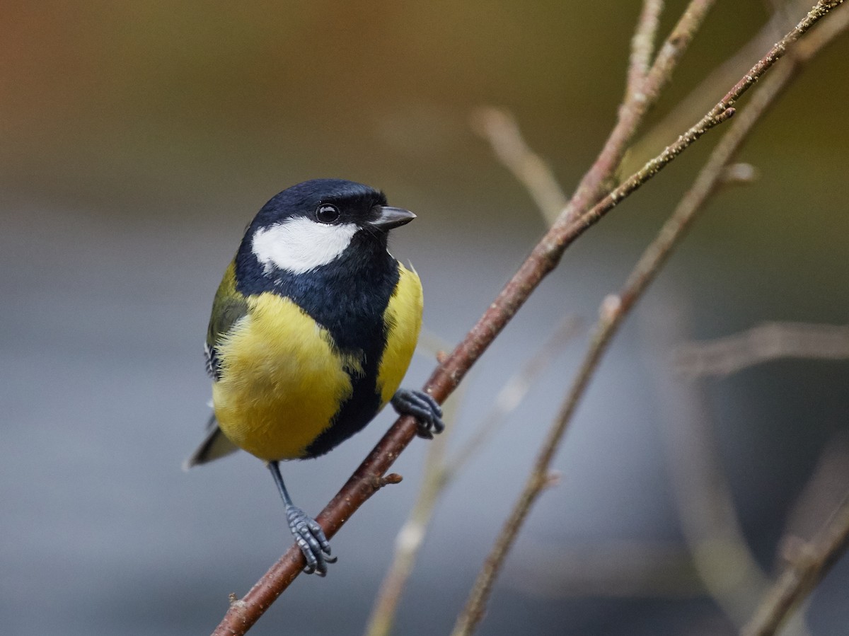 Mésange charbonnière - ML63395261