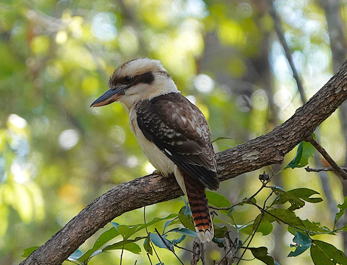 Laughing Kookaburra - ML633952640
